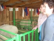 Элина Акулова: «Программа развития овцеводства должна учитывать специфику Забайкалья»
