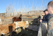 Более 600 животноводческих стоянок в Забайкалье остаются без электричества