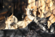Закон по отлову бездомных собак  не работает на огромных территориях  Сибири и Дальнего Востока