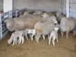 М.Якимов: Грош всем нам цена, если не сохраним овец  нерчинского типа породы