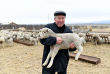 На каждого по овце — почему идея о миллионе этих животных в Забайкалье пока недостижима?