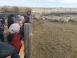 Депутаты Госдумы посетили две животноводческие стоянки